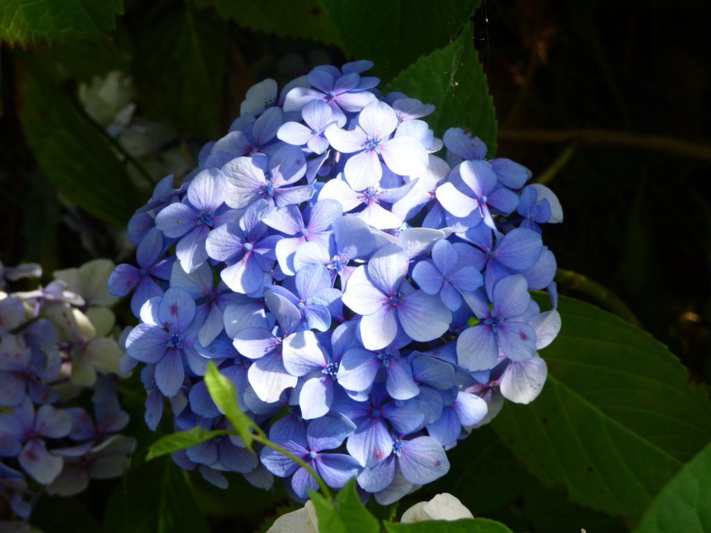 Hortensias del sur iluminadas, hortensias illumines