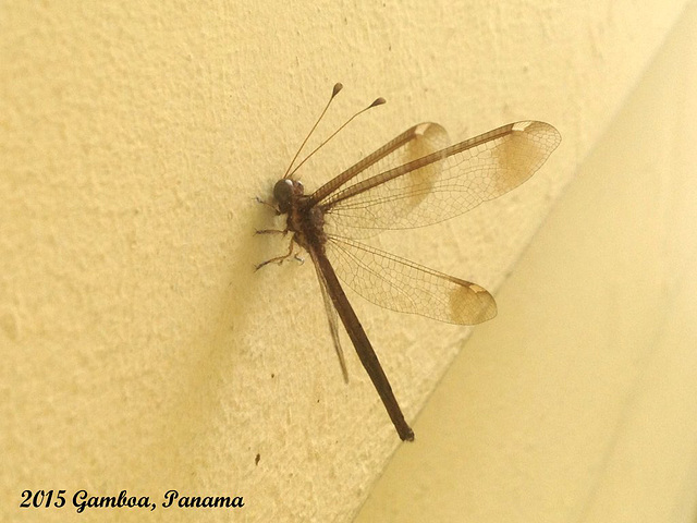 106 Ascalobyas albistigma (Walker, 1853) An Owlfly