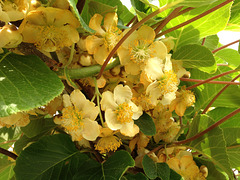 Kiwiblüten