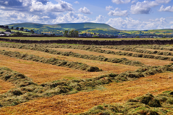 Haymaking time in Pendle. (Explored) Haymaking time in Pendle. (Explored)