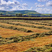 Haymaking time in Pendle. (Explored)