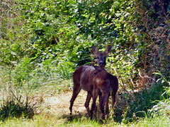 Via Turonensis - Roe deer