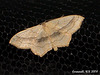 1690 Scopula imitaria (Small Blood Vein)