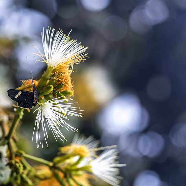 BOKEH