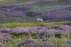 Grinton Moor wildlife