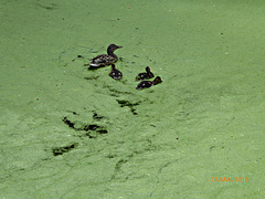 la famille canards de LA ROCHE JAGU