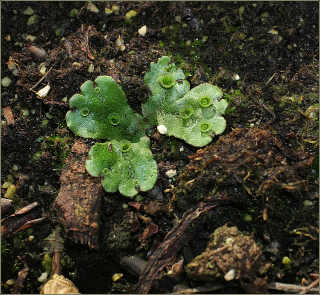 My pet liverwort