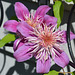 September clematis