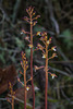 Corallorhiza maculata var. ozettensis (Ozette Coralroot orchid)