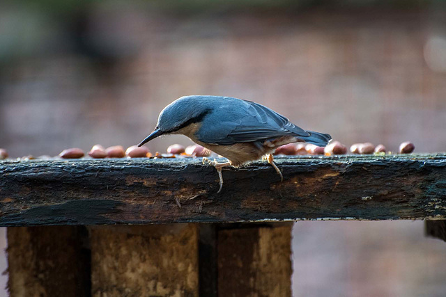 Nuthatch2