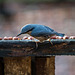 Nuthatch2