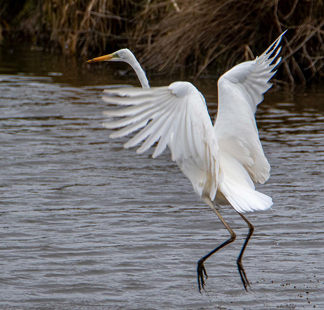 Great white egret