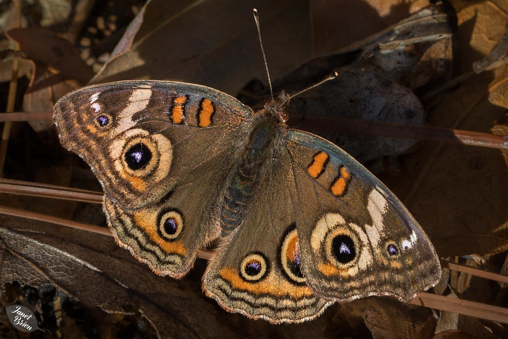 Common Buckeye Butterfly on our Property! (+4 insets)