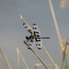 Banded pennant (M)