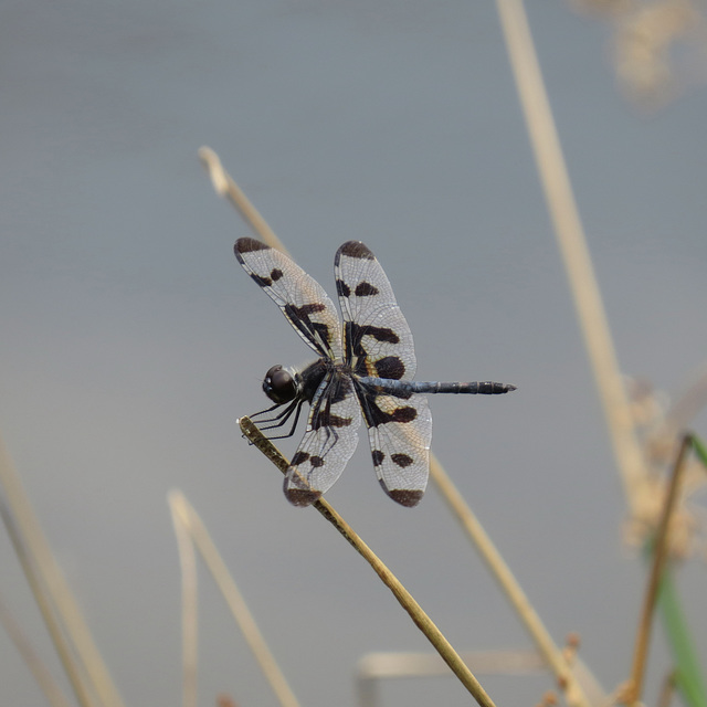 Banded pennant (M)