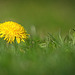 Auch der Löwenzahn leuchtet aus der grünen Wiese raus :))  Even the dandelion shines out of the green meadow :))  Même le pissenlit brille de la verte prairie :))