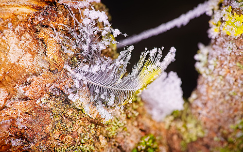 Die vereiste Feder ist hier hängen geblieben :))  The icy feather got stuck here :))  La plume glacée s'est accrochée ici :))