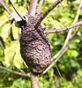 EF7A2780 Termite Nest