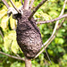 EF7A2780 Termite Nest