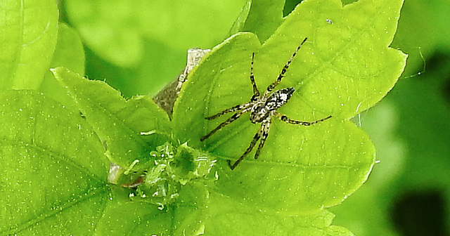 20230520 0181CPw [D~LIP] Straucheibisch (Hibiscus syriacus), Vierfleck-Zartspinne (Anyphaenidae accentuata), Bad Salzuflen