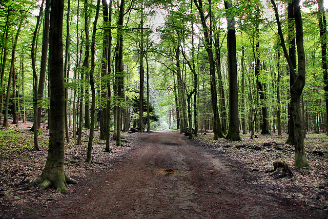 Weg im Stadtwald Bittermark (Dortmund) / 18.05.2024