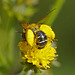 Die Pollen-Schwerarbeiter unter den Wildbienen - Wild bees that carry the heaviest pollen loads