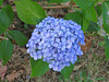 Hortensias del sur celestes, hortensias du sud celestes