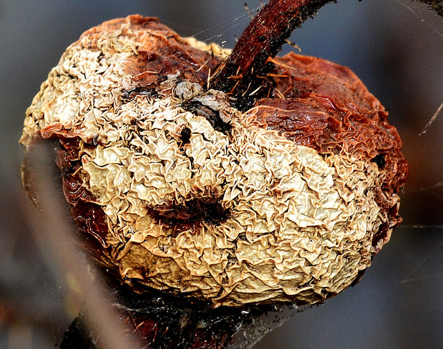 Wrinkled Rosehip 1