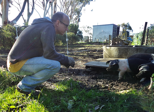 new piglets!