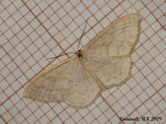 1693 Scopula floslactata (Cream Wave)