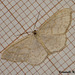 1693 Scopula floslactata (Cream Wave)