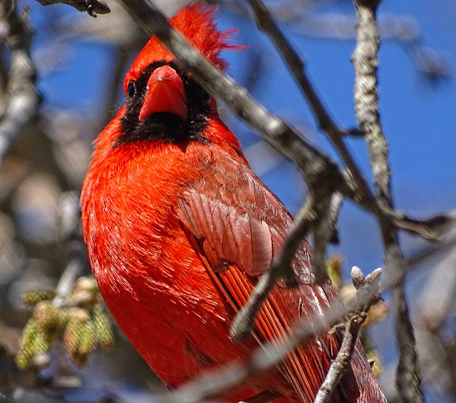 Cardinal