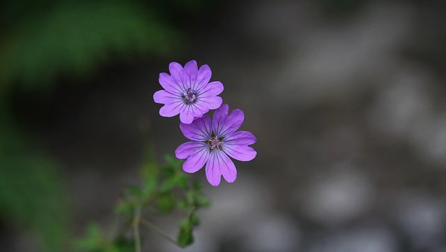 Geranium pyrenaicum