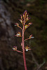 Corallorhiza maculata var. ozettensis (Ozette Coralroot orchid)