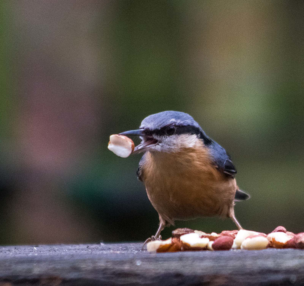 Nuthatch3