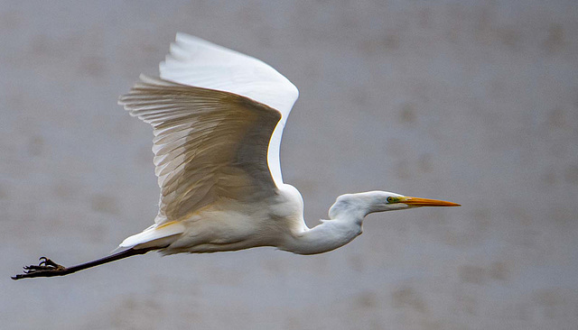 Great white egret