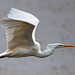 Great white egret