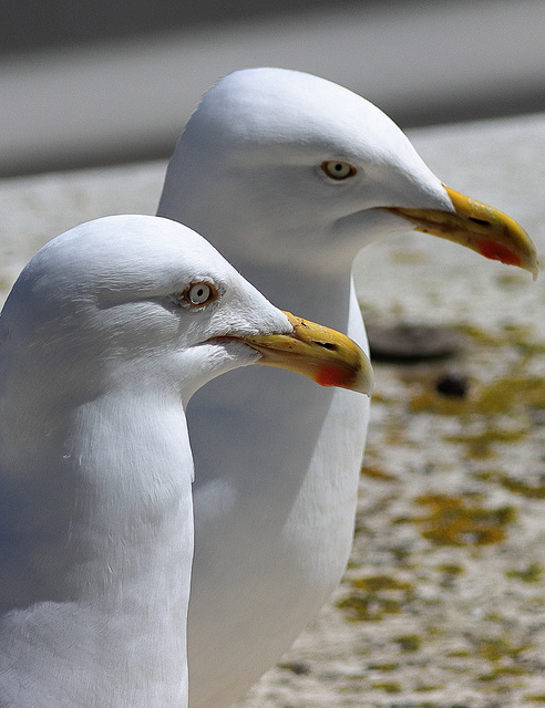 EOS 90D Peter Harriman 13 48 21 20819 HerringGulls dpp