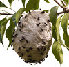 EF7A2786 Wasps Nest