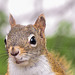 squirrel DSC 5621 edited