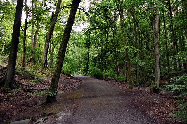 Weg am Olpkebach (Stadtwald Bittermark, Dortmund) / 18.05.2024