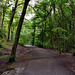 Weg am Olpkebach (Stadtwald Bittermark, Dortmund) / 18.05.2024