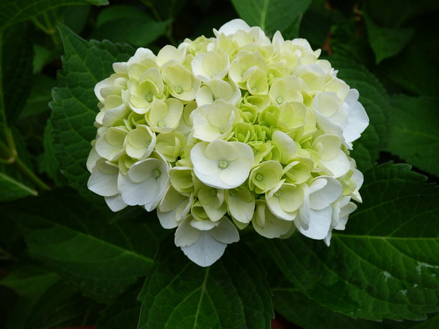 Hortensias del sur , hortensias du sud blancs/verts