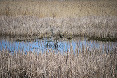 Der kleine Kormoran