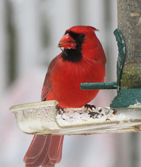 My Cardinal 1