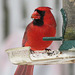 My Cardinal 1