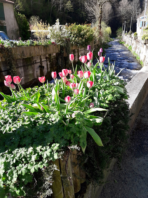 Le printemps à Merial