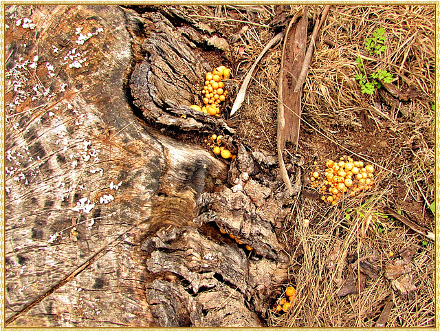 Fungi Groups.