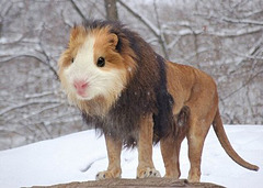 hybrid-animals-mouse-lion