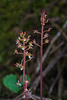 Corallorhiza maculata var. ozettensis (Ozette Coralroot orchid)